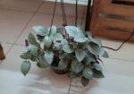 Purple Passion/Velvet Plant