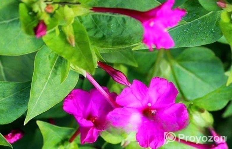 সন্ধ্যামালতী ফুলগাছ