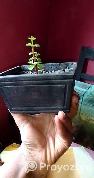 Beautiful Plants