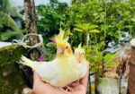 লুটিনো ককাটেল বেবি