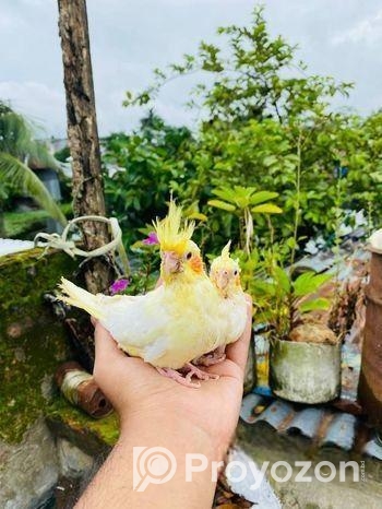 লুটিনো ককাটেল বেবি