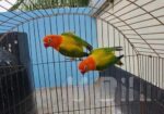 running lovebird