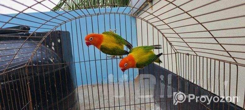 running lovebird