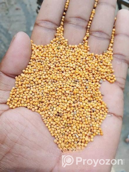 সরিষা
