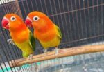 running lovebird