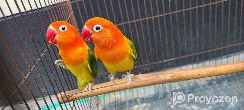 running lovebird