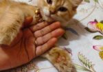 Female persian cat sell