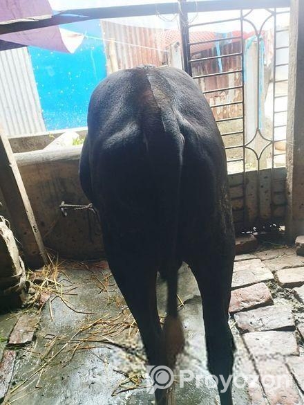 ষাড় গরু