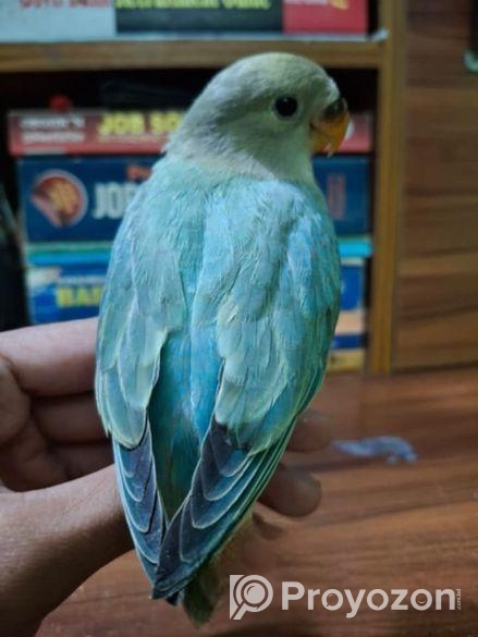 Love bird