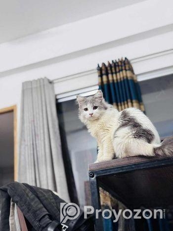 white persian