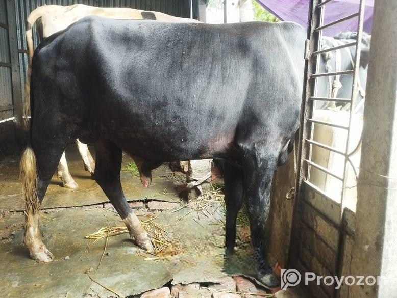 ষাড় গরু