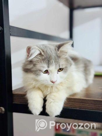 white persian