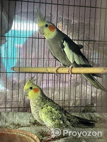 Cockatiel Running Adult Pair