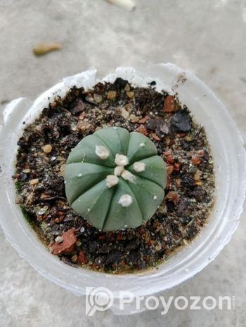 sell plant