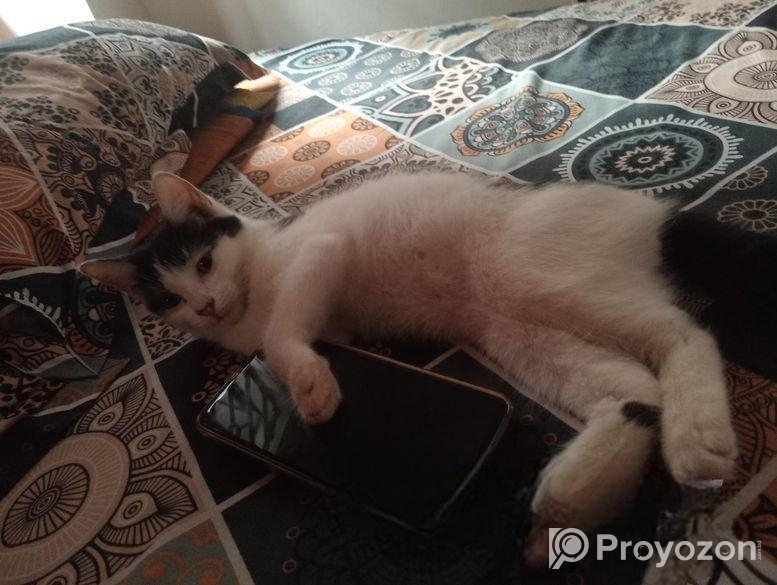 Mix breed Persian