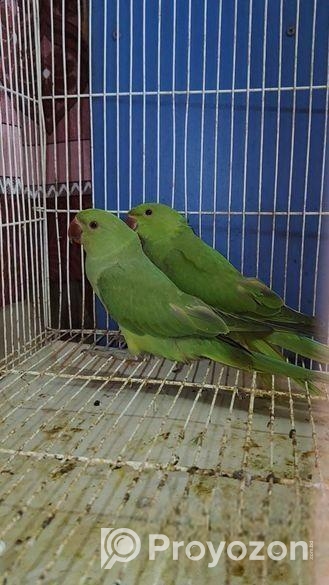 Indian Ringneck