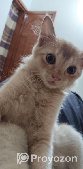 mix cat