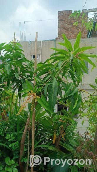 আম গাছ