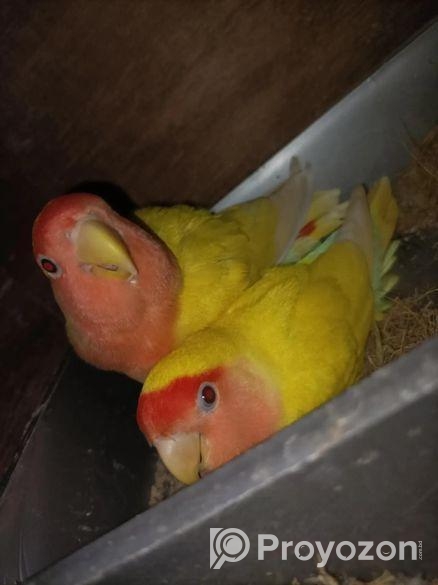 Love Birds