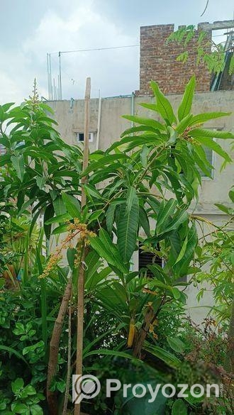 আম গাছ