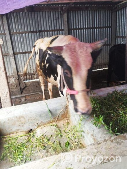 ষাড় গরু