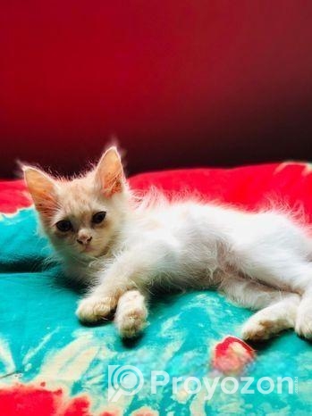 Persian Kitten
