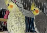 Cockatiel Bird