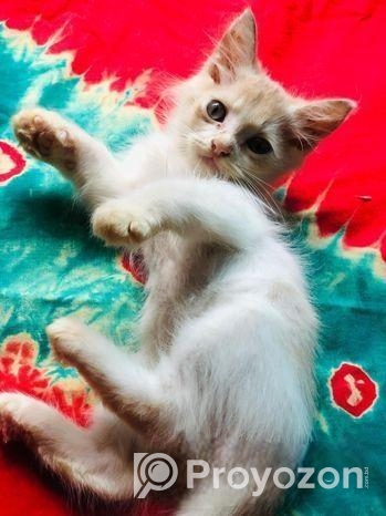 Persian Kitten
