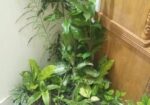 indoor plant