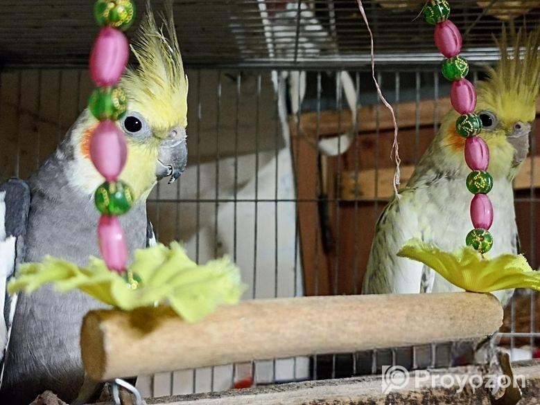 Cockatiel Bird