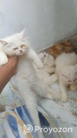 Parsian Female Cat