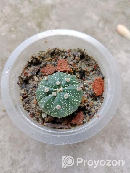 sell plant