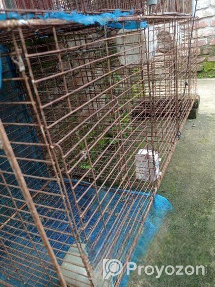 পাখির খাঁচা