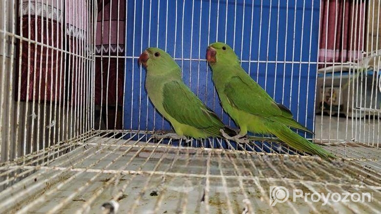 Indian Ringneck