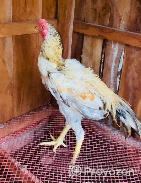 Parrot Morog