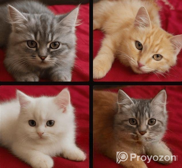 Persian Cats পার্সিয়ান বিড়ালে