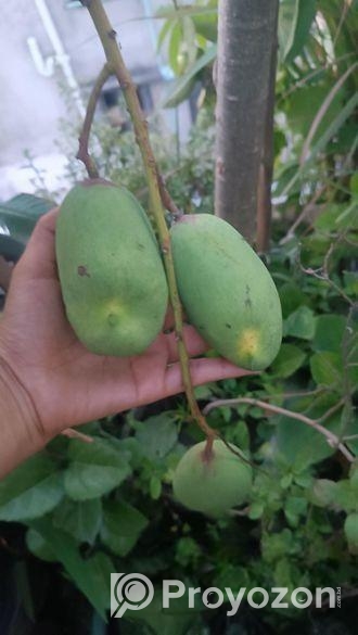 আম গাছ