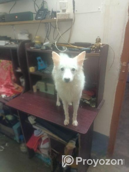 Japanese Spitz
