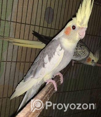 Tame Cockatiel Pair