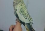 Tame Cockatiel Pair