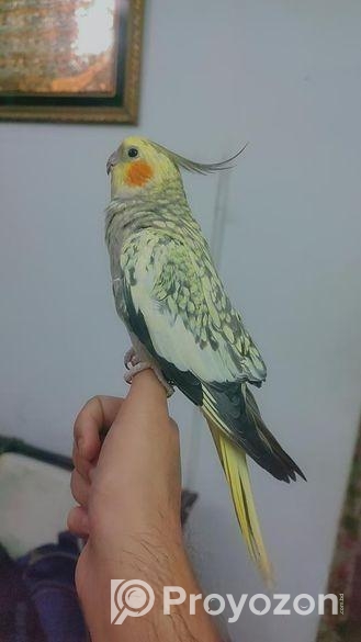 Tame Cockatiel Pair