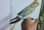 Tame Cockatiel Pair