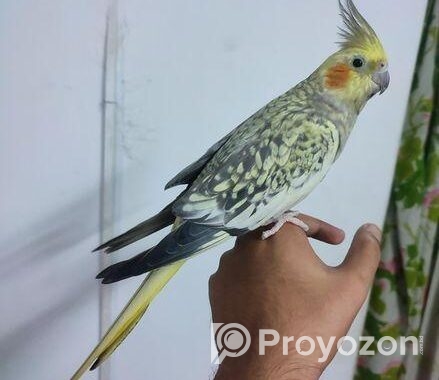 Tame Cockatiel Pair