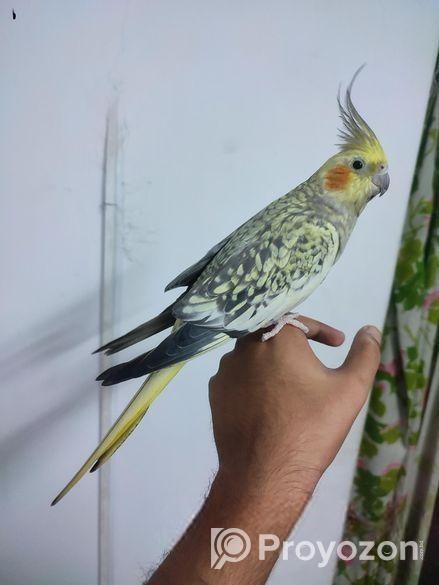 Tame Cockatiel Pair