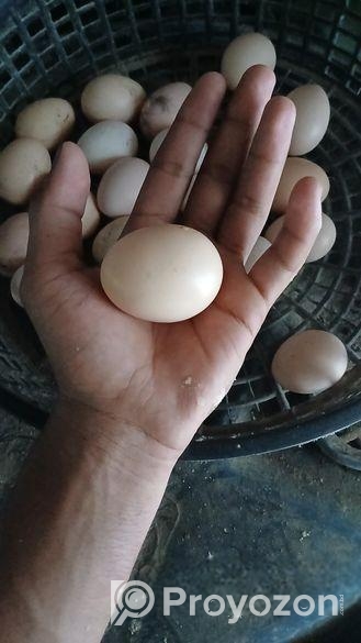 বিজ ডিম