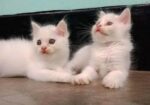 Persian high quality mixed