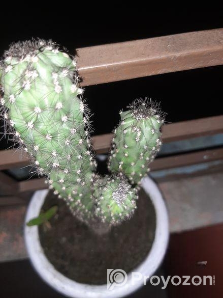 Plant Kaktas