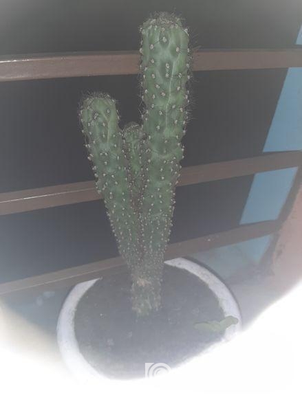 Plant Kaktas