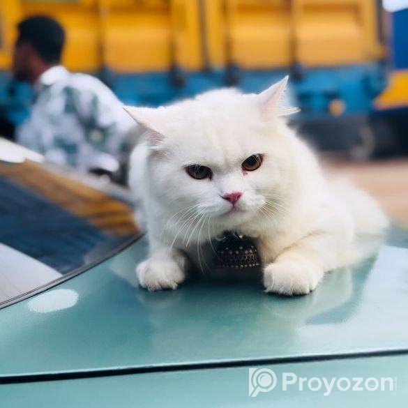 Cat for sale