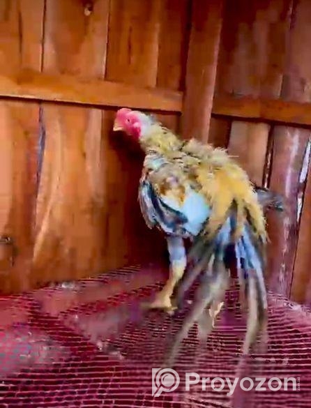 Parrot Morog